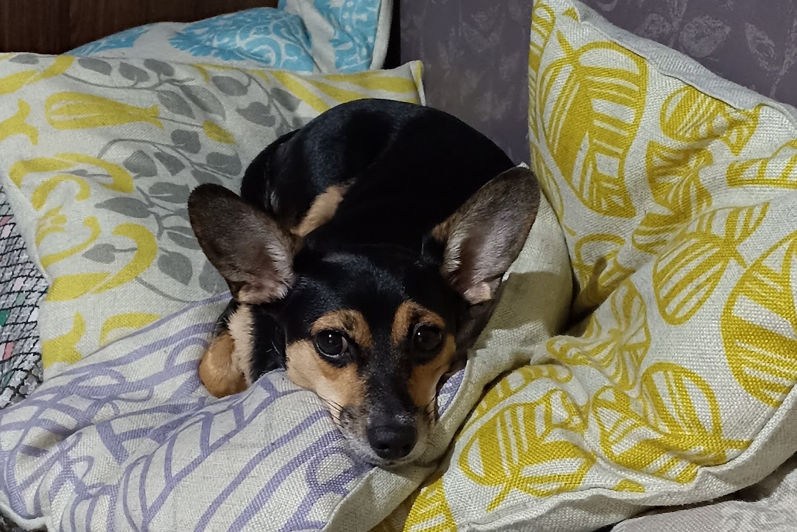 Кинолог Голубев рассказал, как отвлечь собаку от сезонной хандры